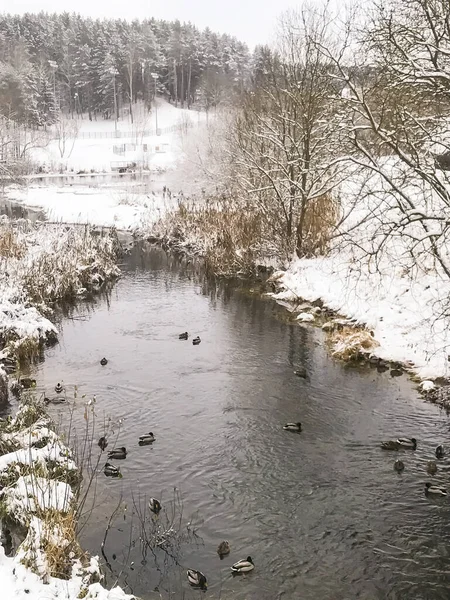 Winter Ducks Snow River Wintering Birds Studio Photo — Stock Photo, Image