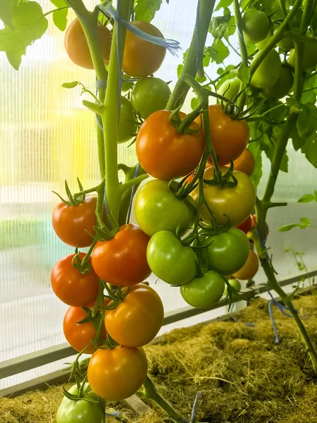 Rijping Tomaten Struiken Kas — Stockfoto