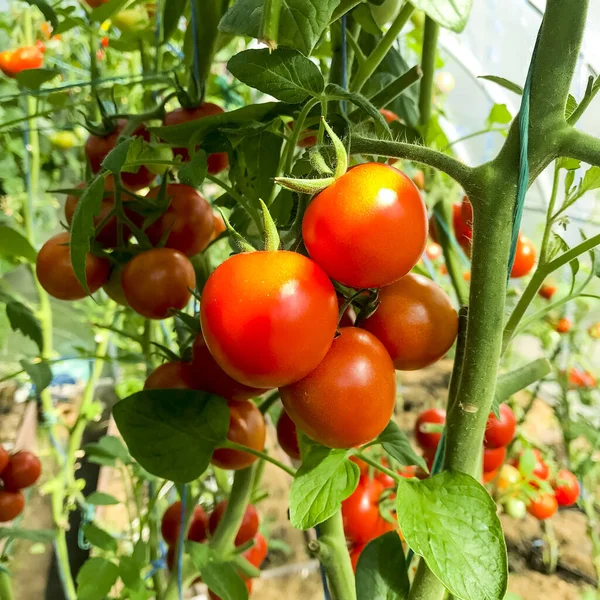 Rijp Rode Tomaten Struiken Kas Zomer Oogsten — Stockfoto