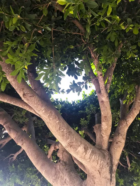 木の冠 茶色の枝 緑の葉 — ストック写真