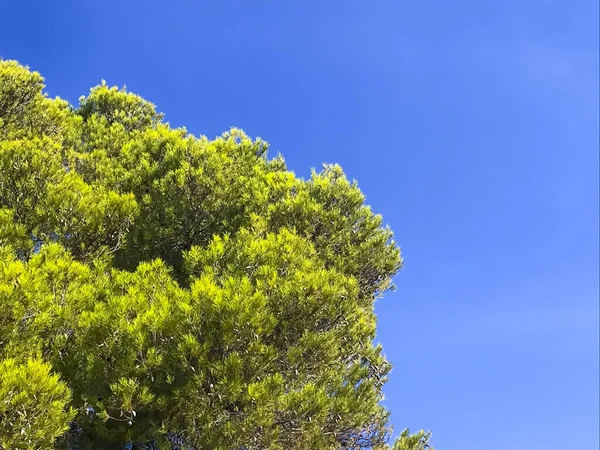木の冠 茶色の枝 緑の葉 — ストック写真