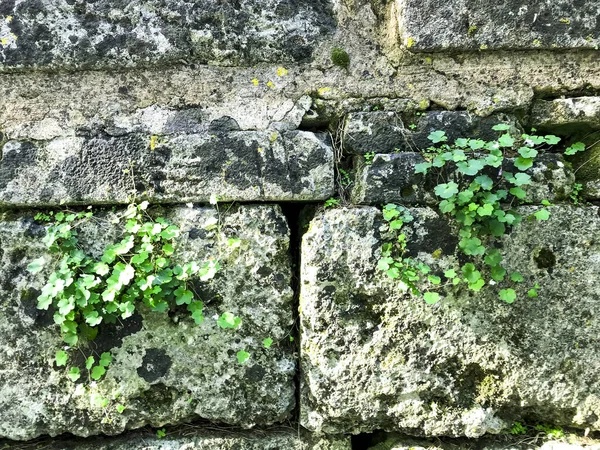 Větve Rostlin Zelenými Listy Pozadí Zdi Přírodního Kamene — Stock fotografie