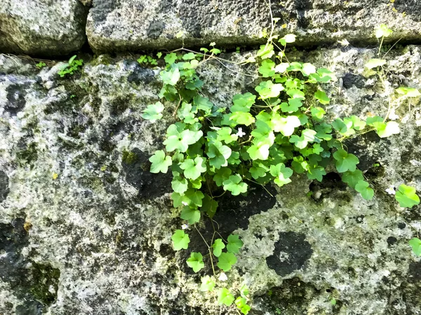 Větve Rostlin Zelenými Listy Pozadí Zdi Přírodního Kamene — Stock fotografie
