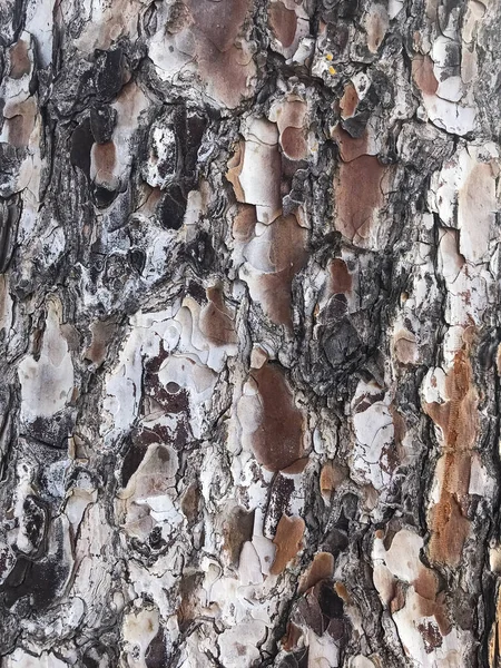 Corteccia Naturale Ruvida Alberi Tropicali Studio Foto — Foto Stock