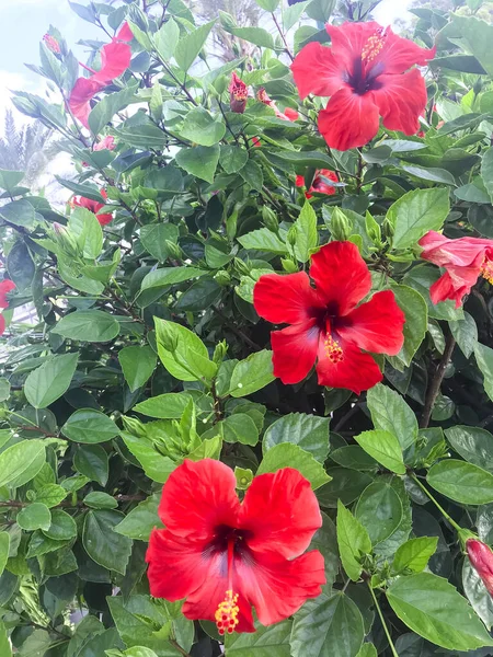 Grande Cespuglio Fiorito Hibiscus Syriacus Con Fiori Rossi Studio Foto — Foto Stock