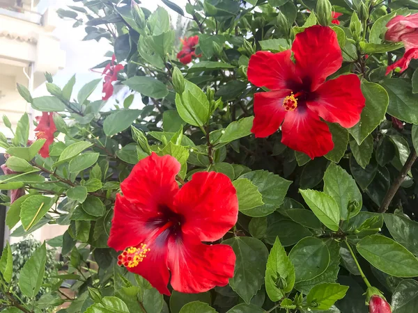 Grote Bloeiende Struik Hibiscus Syriacus Met Rode Bloemen Foto Van — Stockfoto