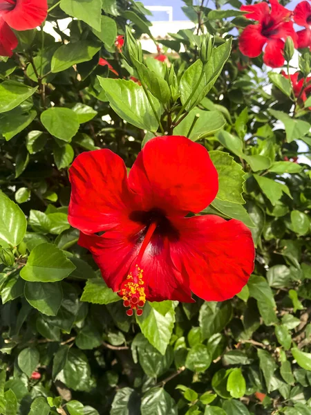 Stor Blommande Buske Hibiscus Syriacus Med Röda Blommor Studiofoto — Stockfoto