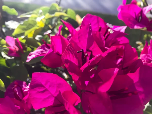 Grote Bloeiende Struik Hibiscus Syriacus Met Rode Bloemen Foto Van — Stockfoto