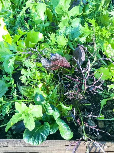 Mischung Aus Blattsalaten Die Auf Dem Beet Wachsen Studioaufnahme — Stockfoto