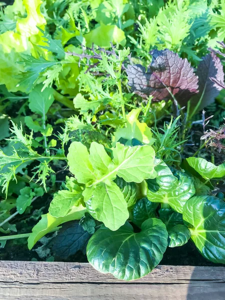 Mix Leaf Lettuces Growing Garden Bed Studio Photo — Stock Photo, Image