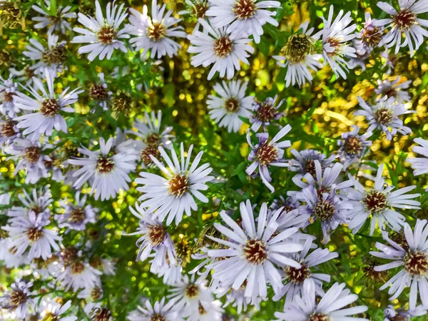 Floral Background Lilac Flowers Autumn Aster Studio Photo — Stock Photo, Image