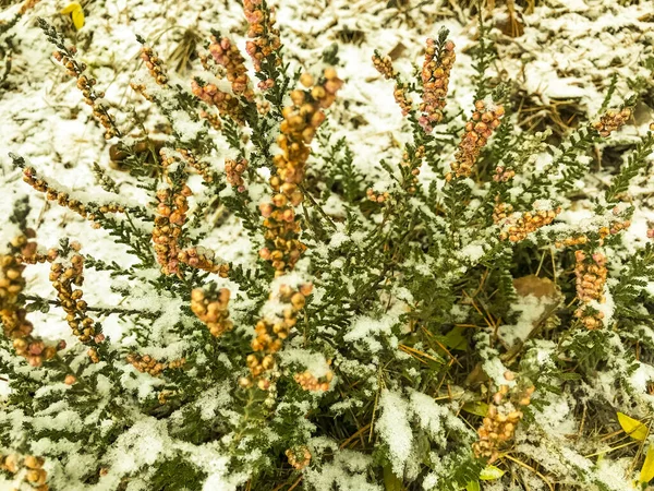 Plantes Arbres Arbustes Fleurs Sous Première Neige Hiver — Photo