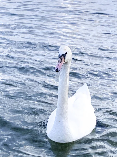 Lago Con Uccelli Cigni Inverno — Foto Stock