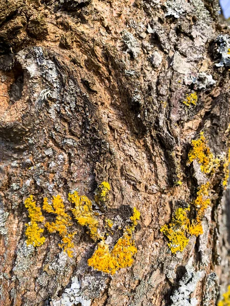 Houbové Choroby Mech Kůře Větvích Stromů — Stock fotografie