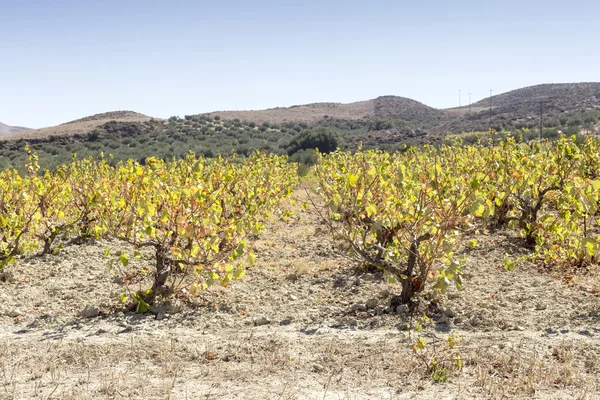 The growing grapes — Stock Photo, Image