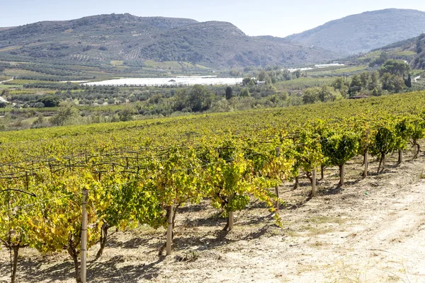 La coltivazione dell'uva in autunno giornata di sole (Isola di Creta, Grecia ) — Foto Stock