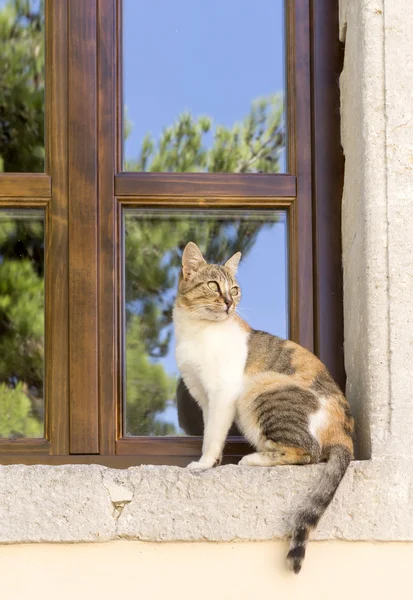 Il gatto primo piano seduto alla finestra — Foto Stock