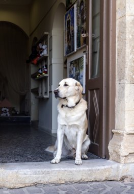 Büyük köpek kapılarına yakın çekim üzerinde oturan
