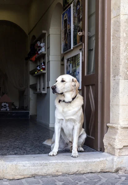 Büyük köpek kapılarına yakın çekim üzerinde oturan — Stok fotoğraf