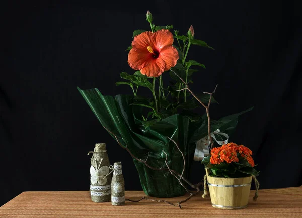 Still life with hibiscus and  kalanchoe — Stock Photo, Image