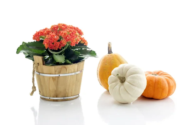 Kalanchoë en pompoen op een witte achtergrond — Stockfoto