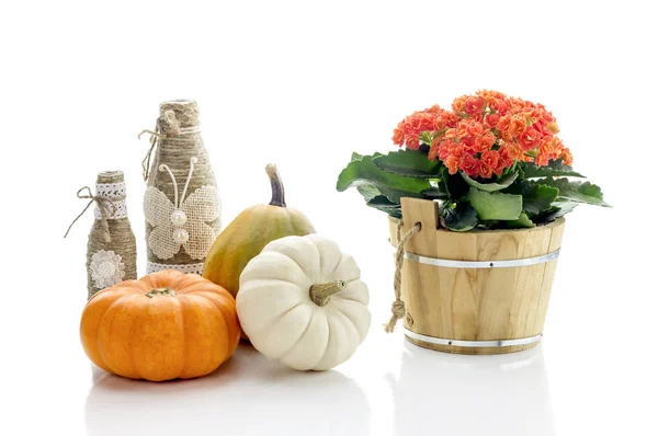 Kalanchoë en pompoen op een witte achtergrond — Stockfoto