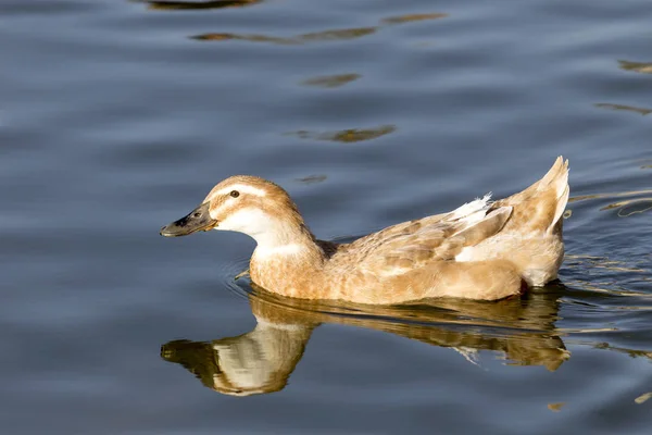 The floating wild duck — Stock Photo, Image