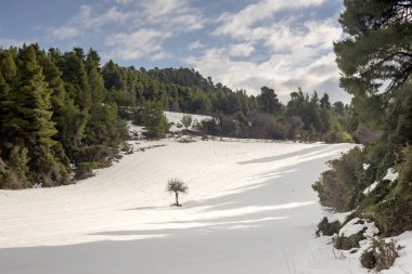 Dağlarda tek bir ağaç