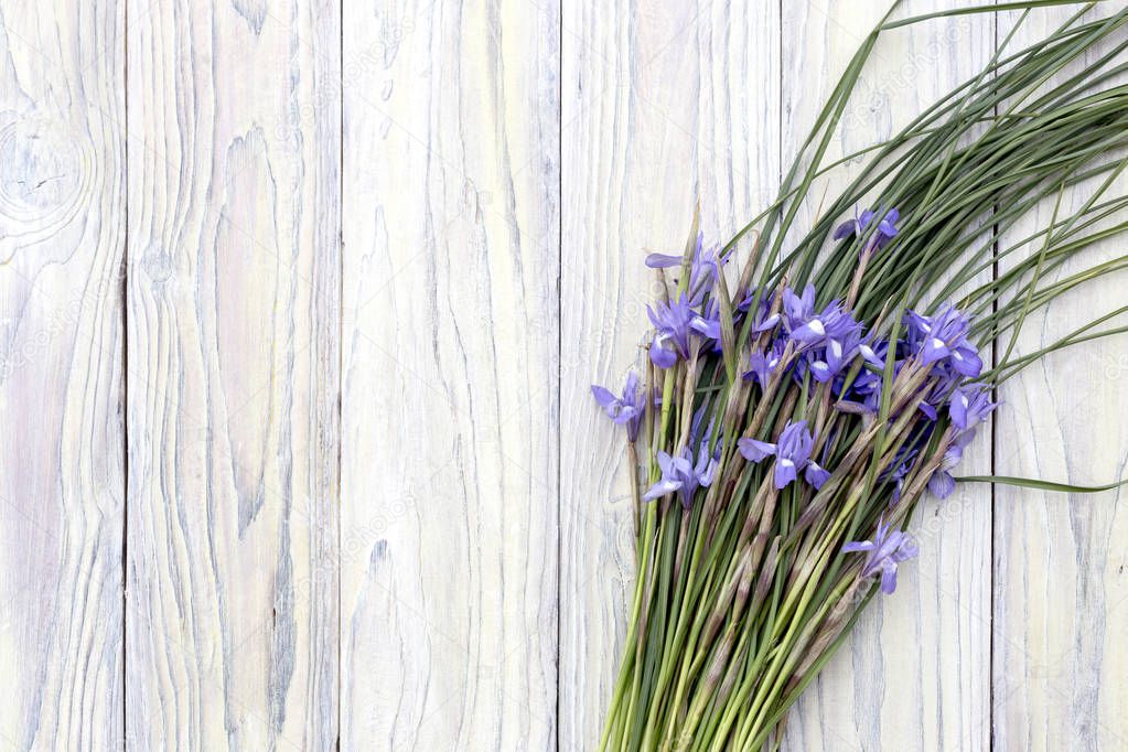 The wild irises on a wooden background