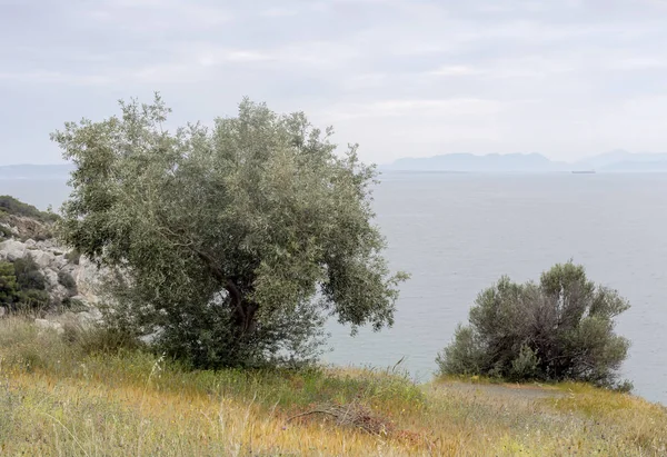 Wild olive trees close-up — Stock Fotó