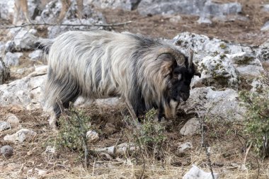 Dağ keçisi ormandaki