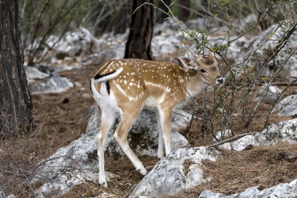 Ciervo manchado (eje del eje) en el bosque — Foto de Stock