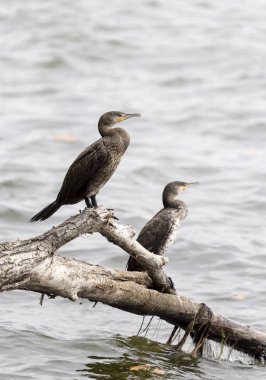 Pelerin karabatağı (Phalacrocorax capensis)  