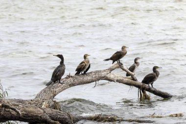 Pelerin karabatağı (Phalacrocorax capensis)  