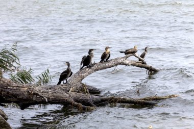 Pelerin karabatağı (Phalacrocorax capensis)  