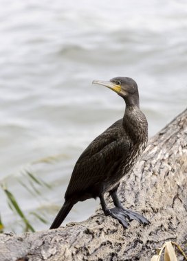 Pelerin karabatağı (Phalacrocorax capensis)  