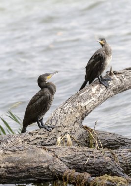 Pelerin karabatağı (Phalacrocorax capensis)  