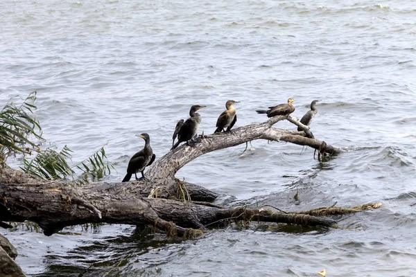 Pelerin karabatağı (Phalacrocorax capensis)  