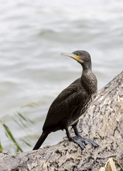 Pelerin karabatağı (Phalacrocorax capensis)  