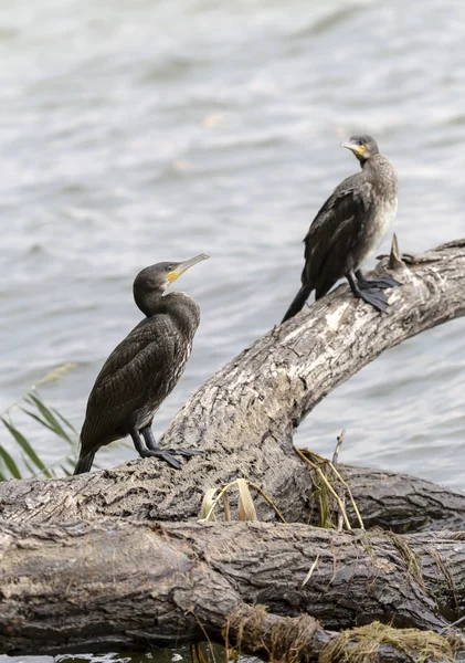 Pelerin karabatağı (Phalacrocorax capensis)  