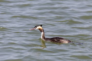 Büyük Armalı Yunus (Podiceps kriteri).
