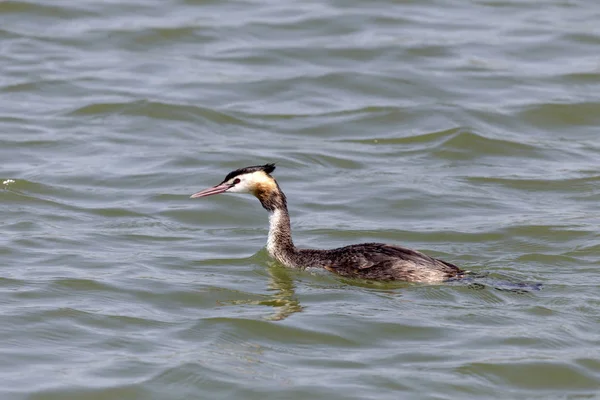 Büyük Armalı Yunus (Podiceps kriteri).
