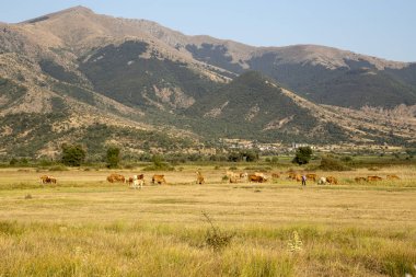 İnekler çayırda otluyor (Kuzeybatı Yunanistan, Makedonya)