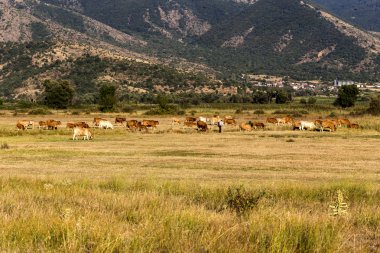 Çayırda otlayan İnekler