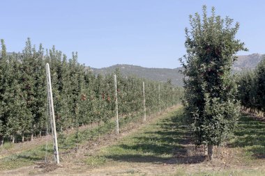 Elma ağacı Bahçe dağlarda
