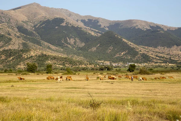 İnekler çayırda otluyor (Kuzeybatı Yunanistan, Makedonya)