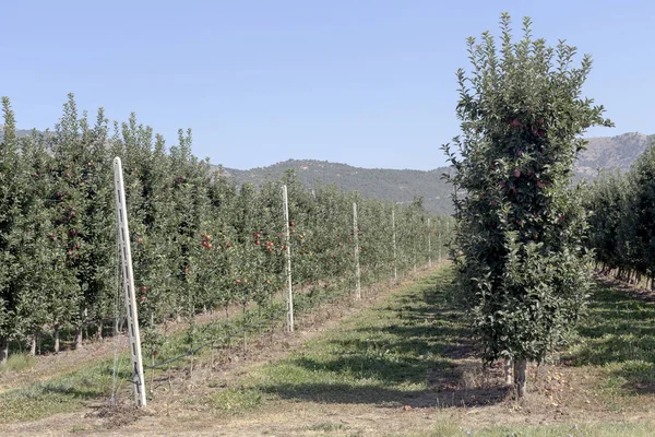 Elma ağacı Bahçe dağlarda