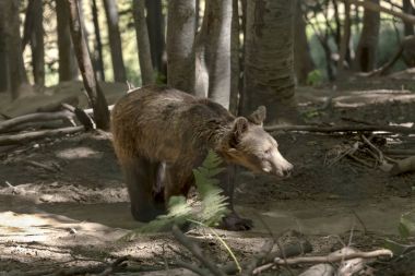Avrasya boz ayı (Ursus arctos) ormanda