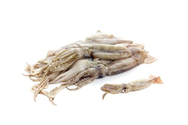 Raw squid on a white background clipart