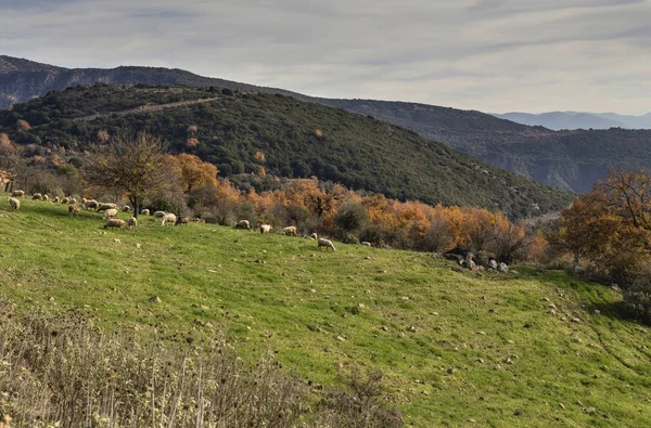 山の牧草地での羊の群れ — ストック写真
